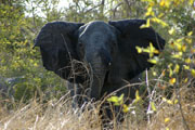041225_ele_04.jpg