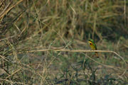 041225_oi2_02.jpg