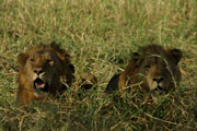 051202_lio_02.jpg