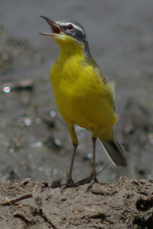 050416_oi2_01.jpg