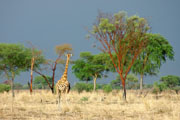 080423_ong_01.jpg
