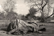 bra012.jpg